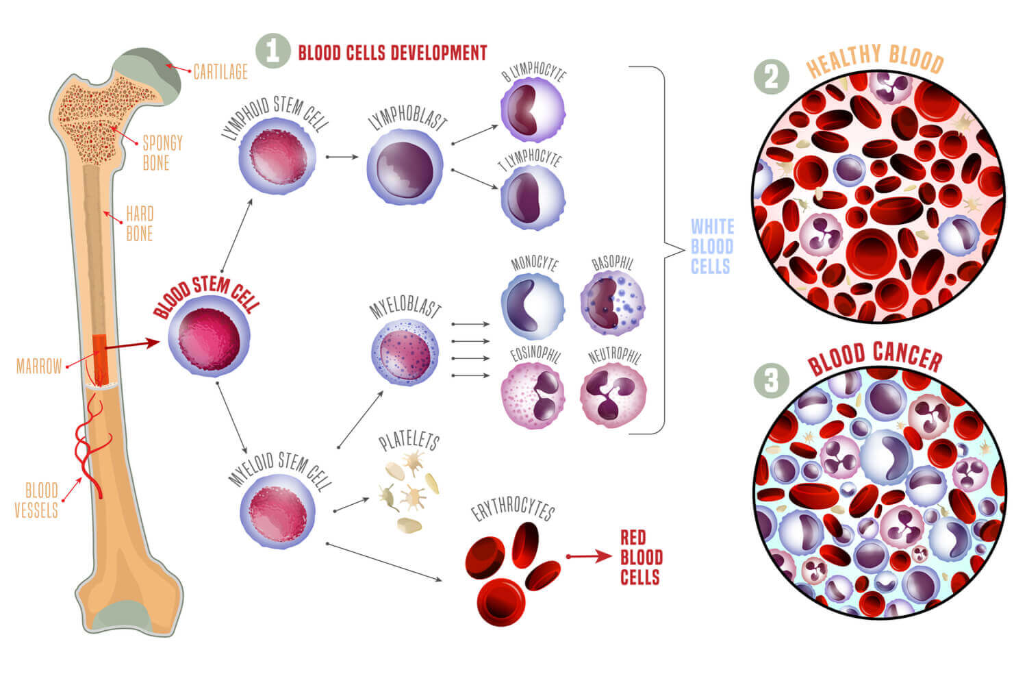 Blood cells production