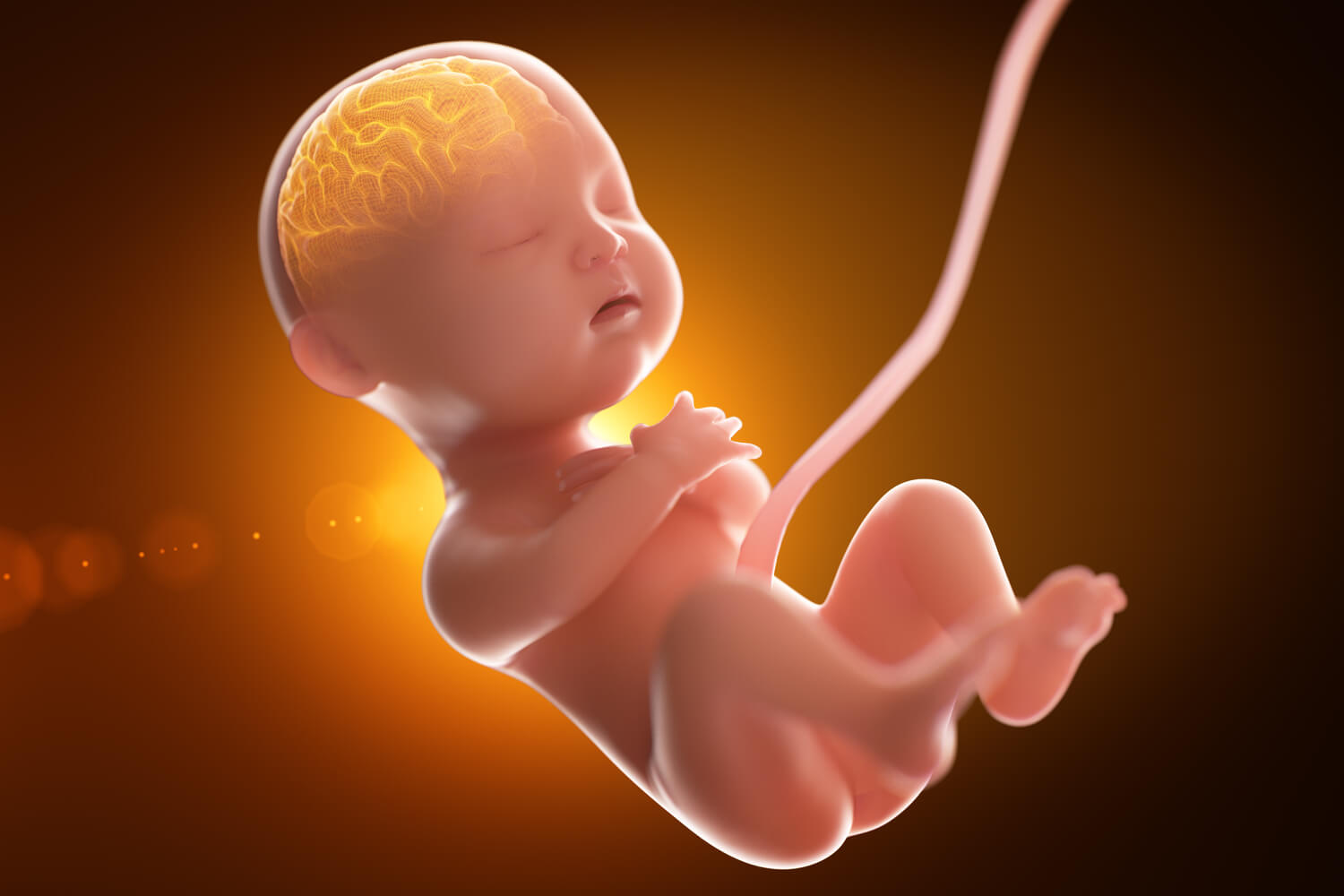 Fetal Development of Babys Brain