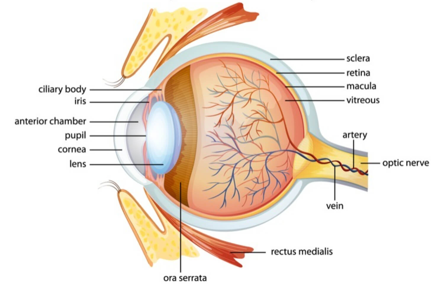 parts of eye
