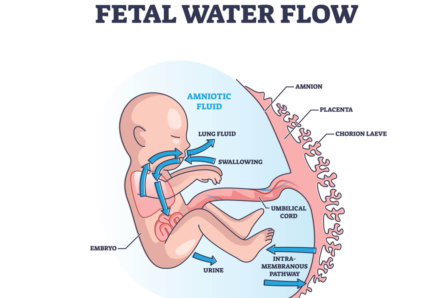fetal water flow
