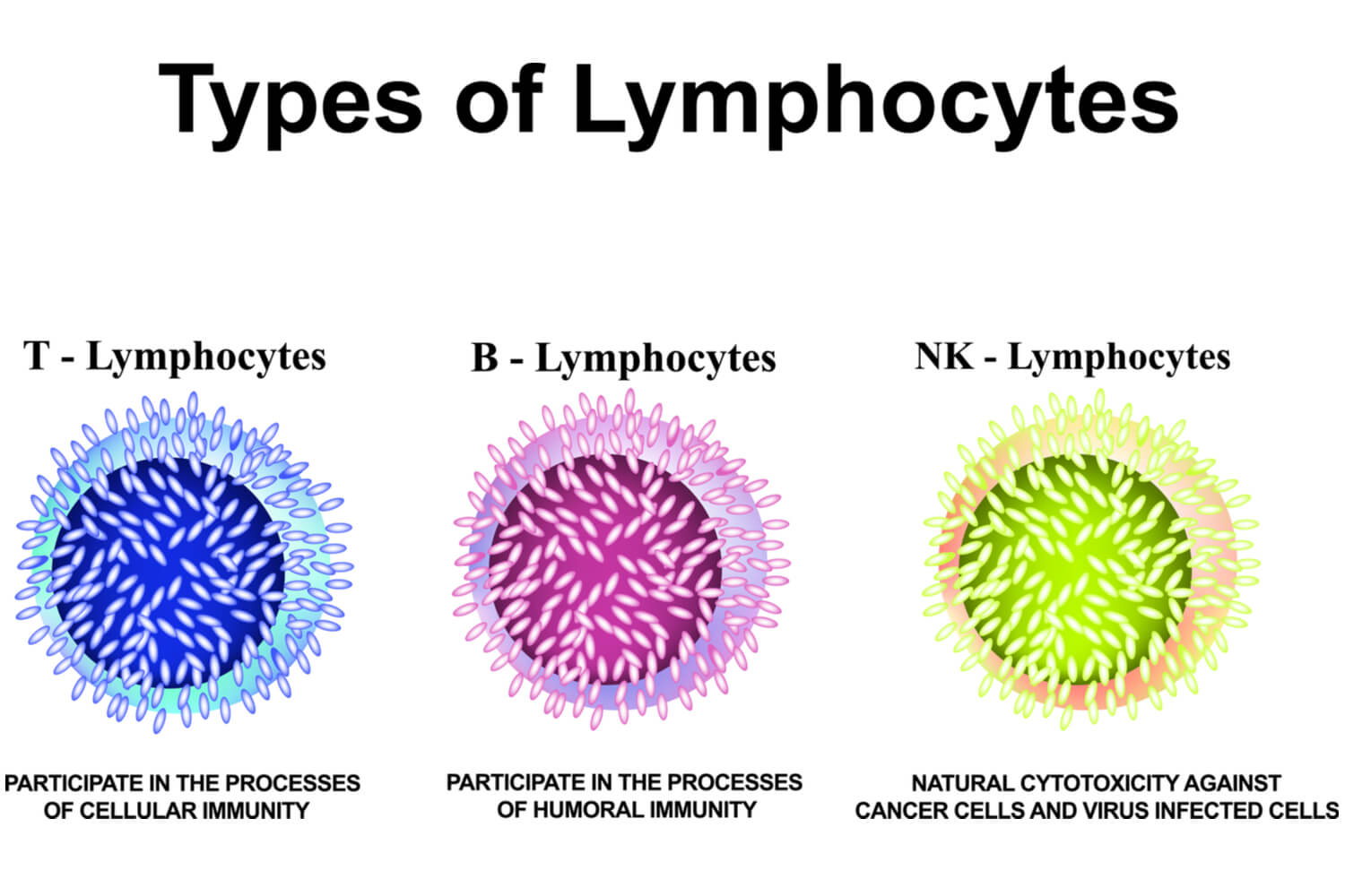 lymphocytes types of cell