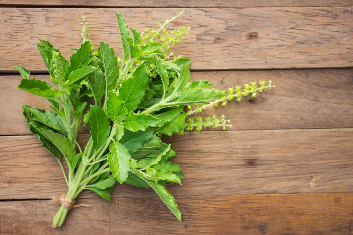 Basil Leaf For Babies