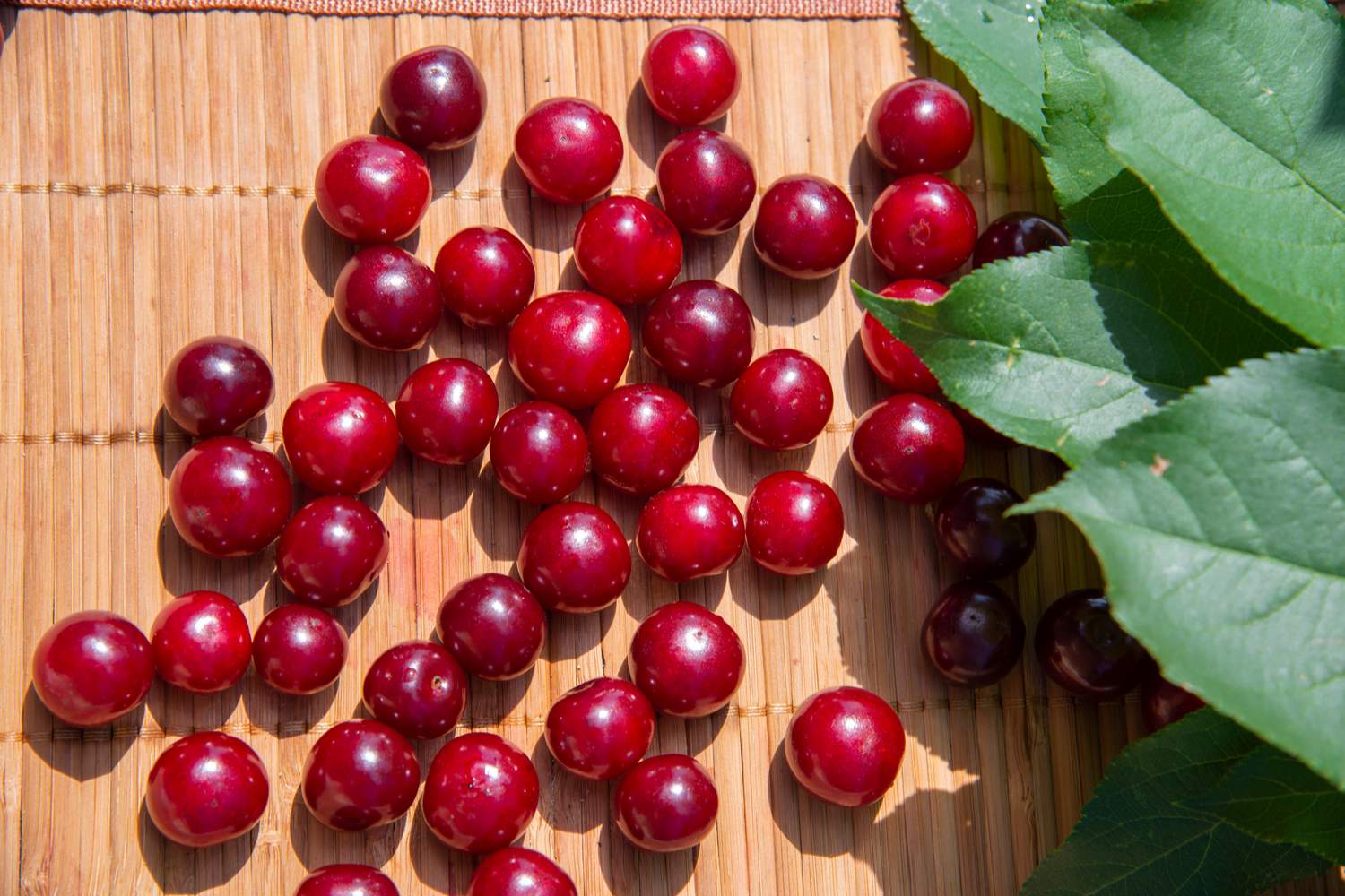 Cherries For Babies When to Introduce, Benefits and Precautions