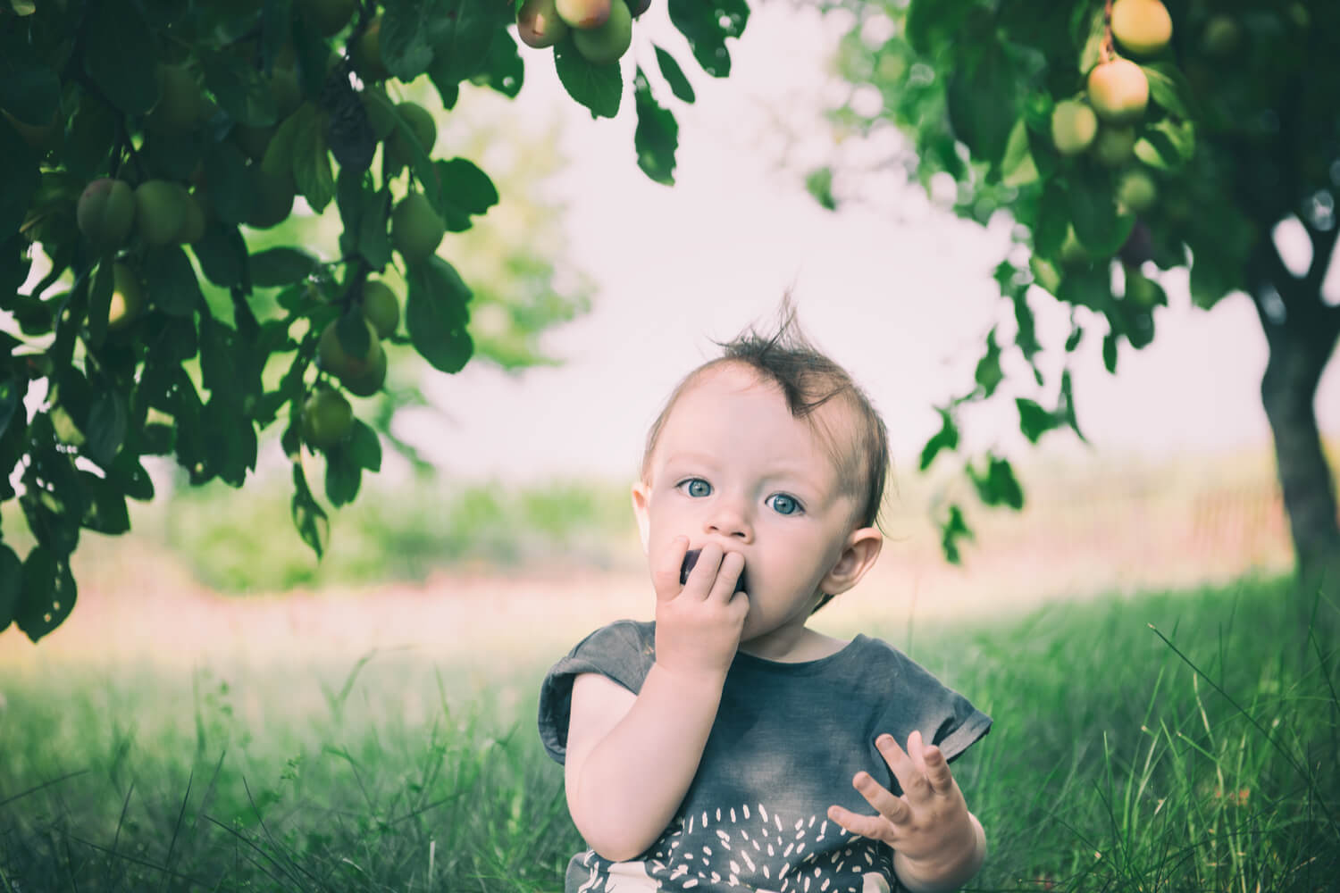 Plum For Babies When to Introduce, Benefits and Precautions Being The Parent