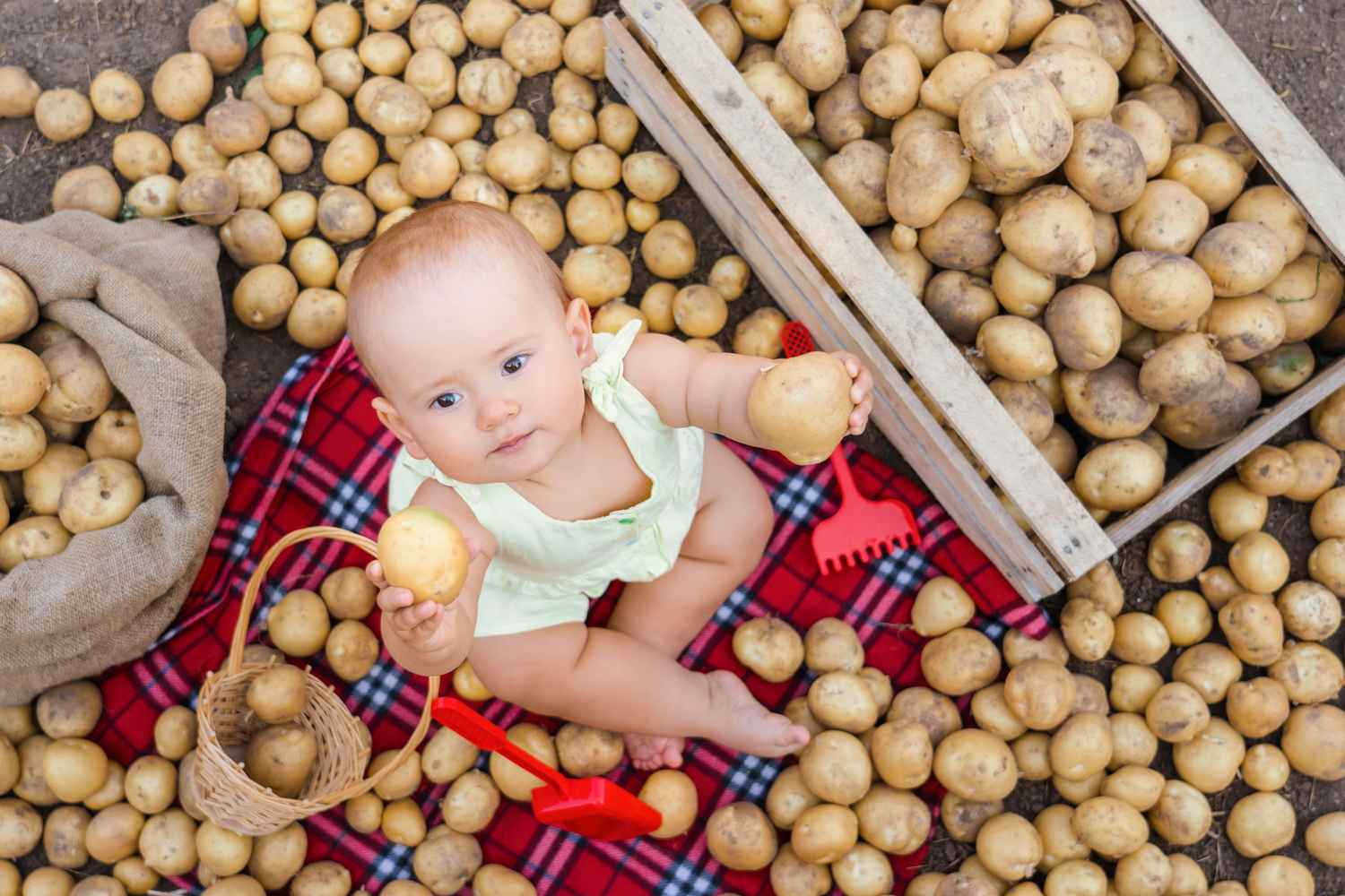 Potatoes For Babies - When to Introduce, Benefits and Precautions