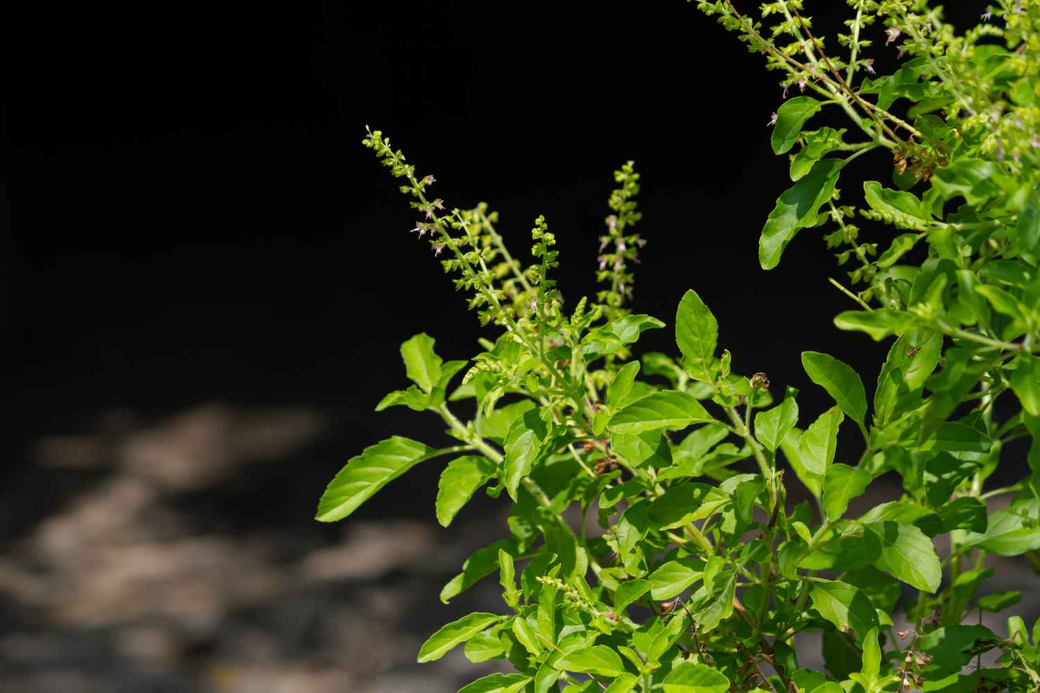 Health Benefits of Holy Basil For Babies