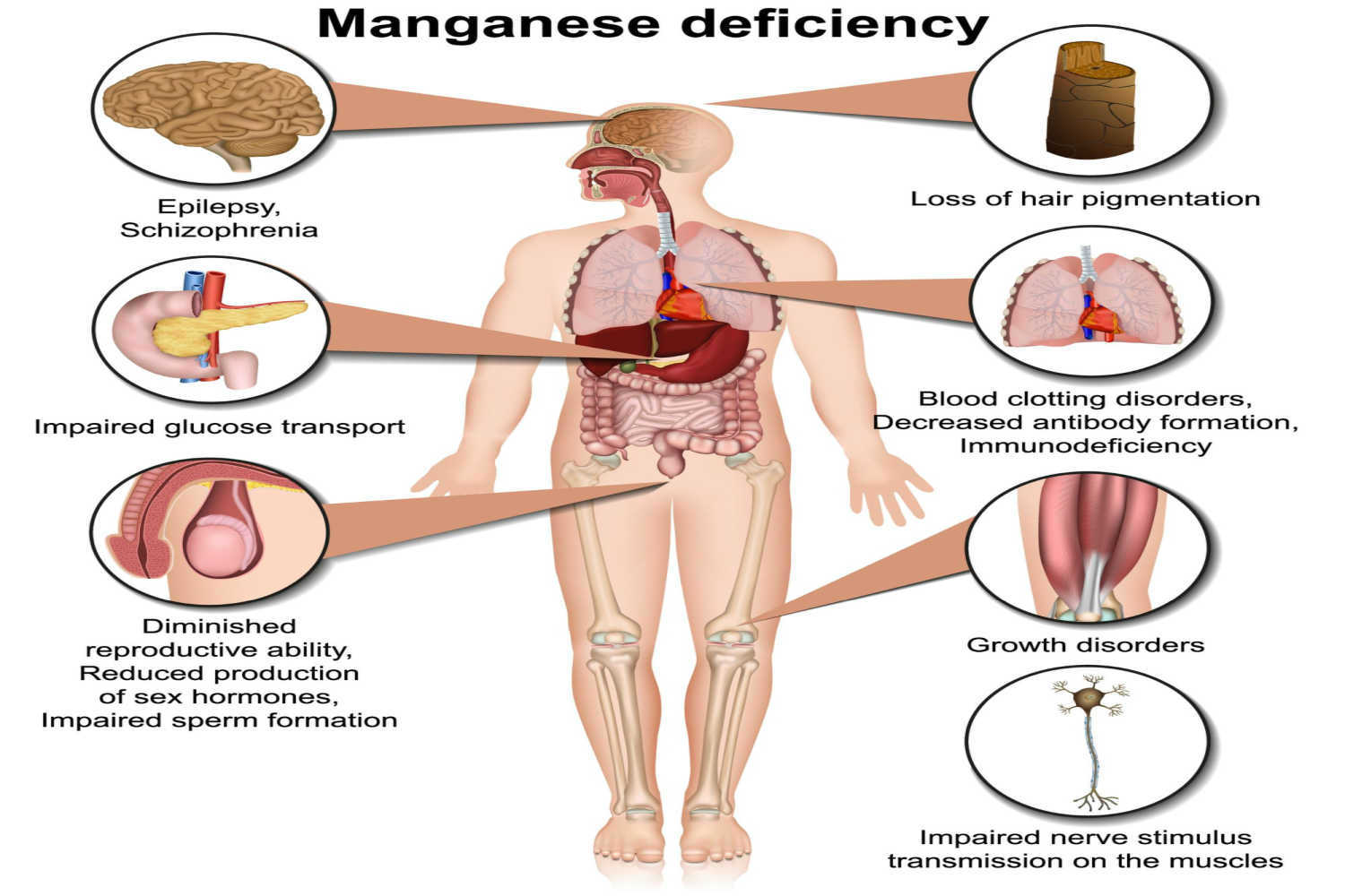 Manganese For Babies Sources and Benefits Being The Parent