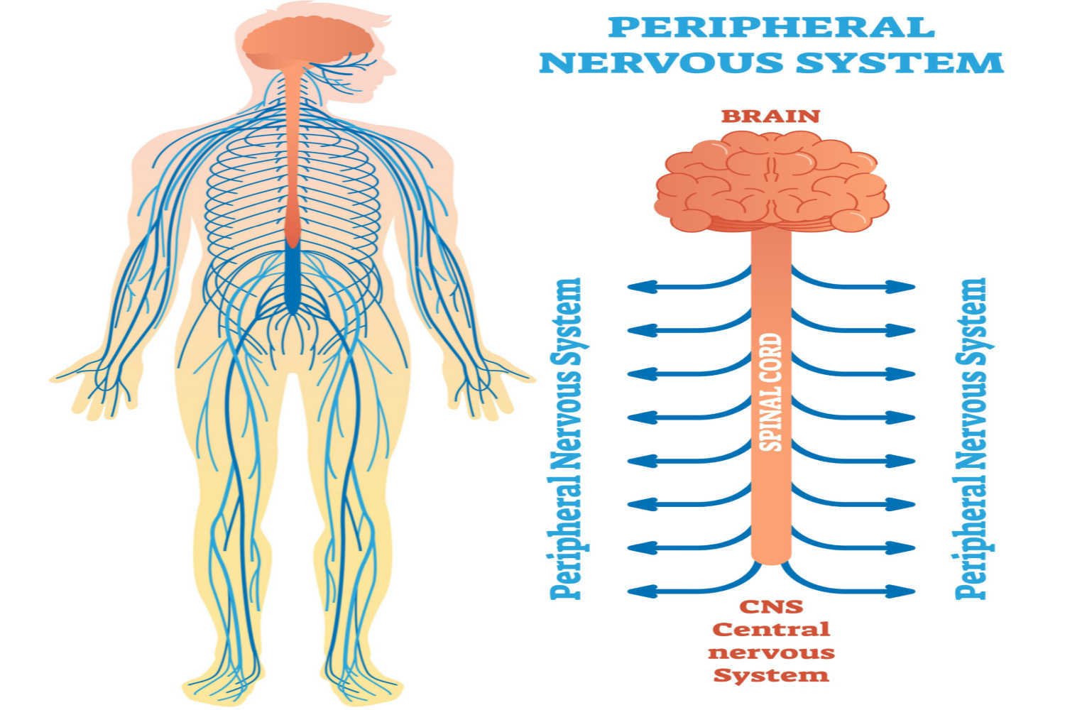 Human Nervous System