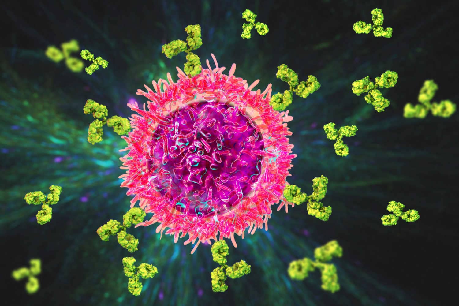 B cells.