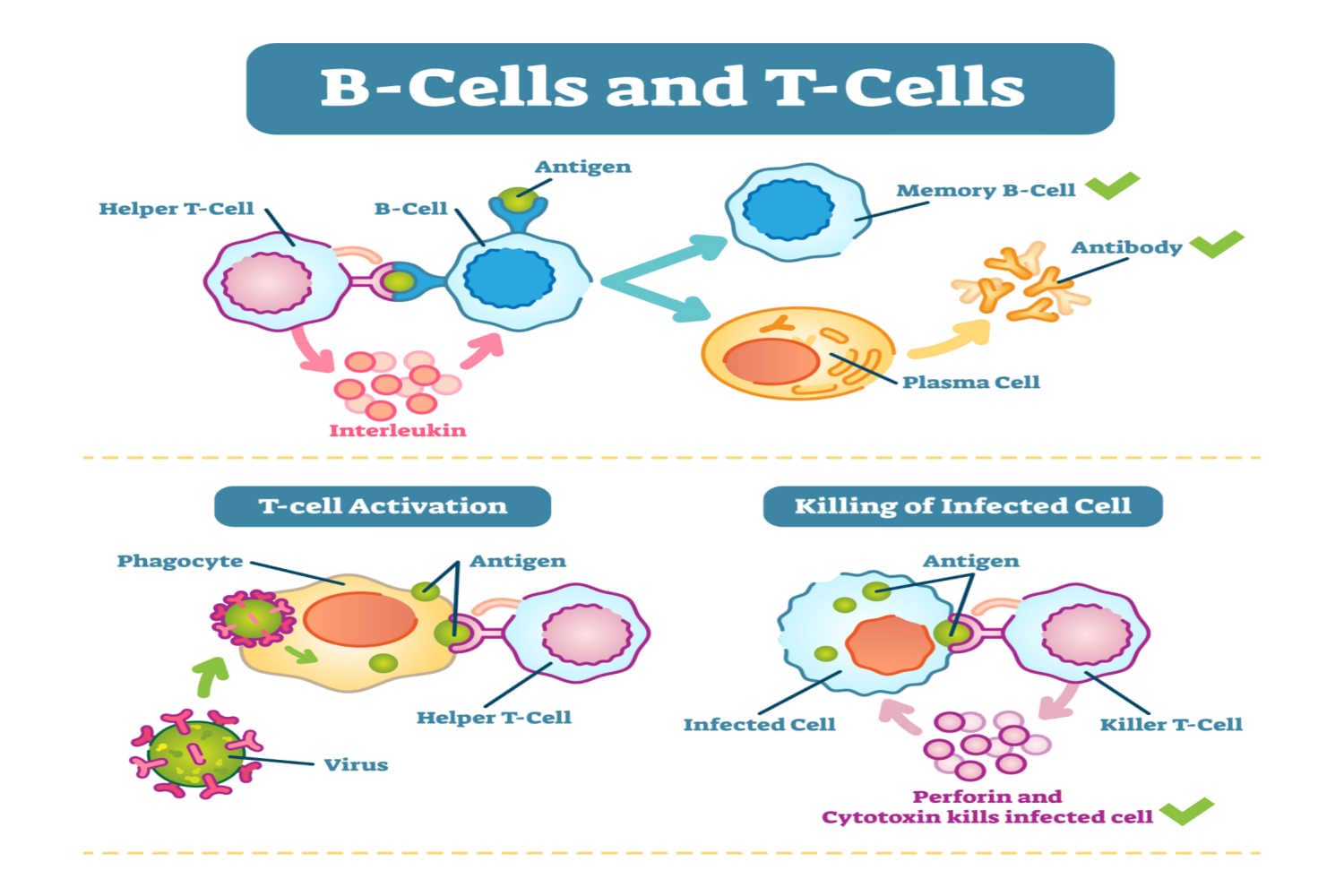 How Do Immune Memory Cells Prevent Illness_