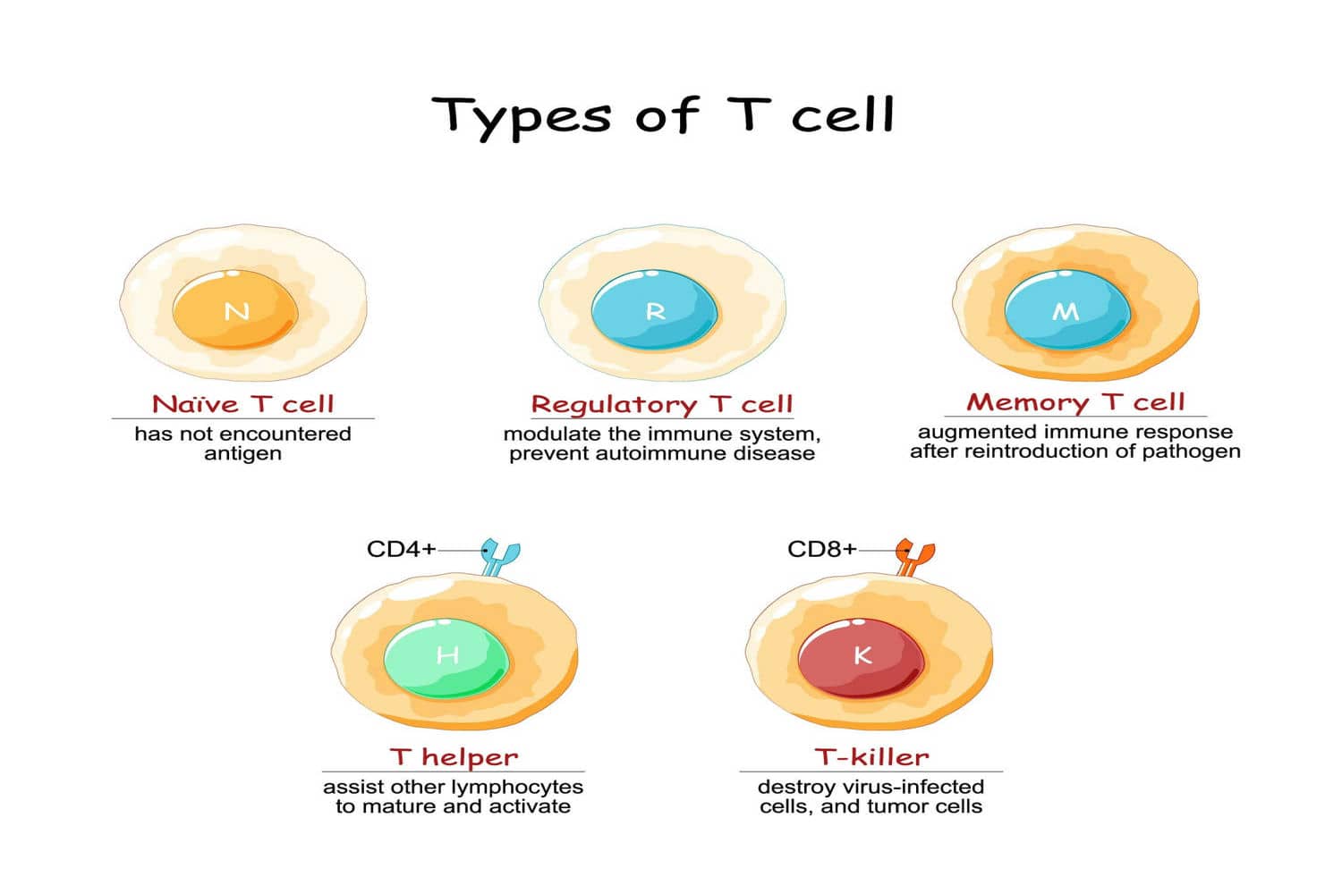 T CELLS