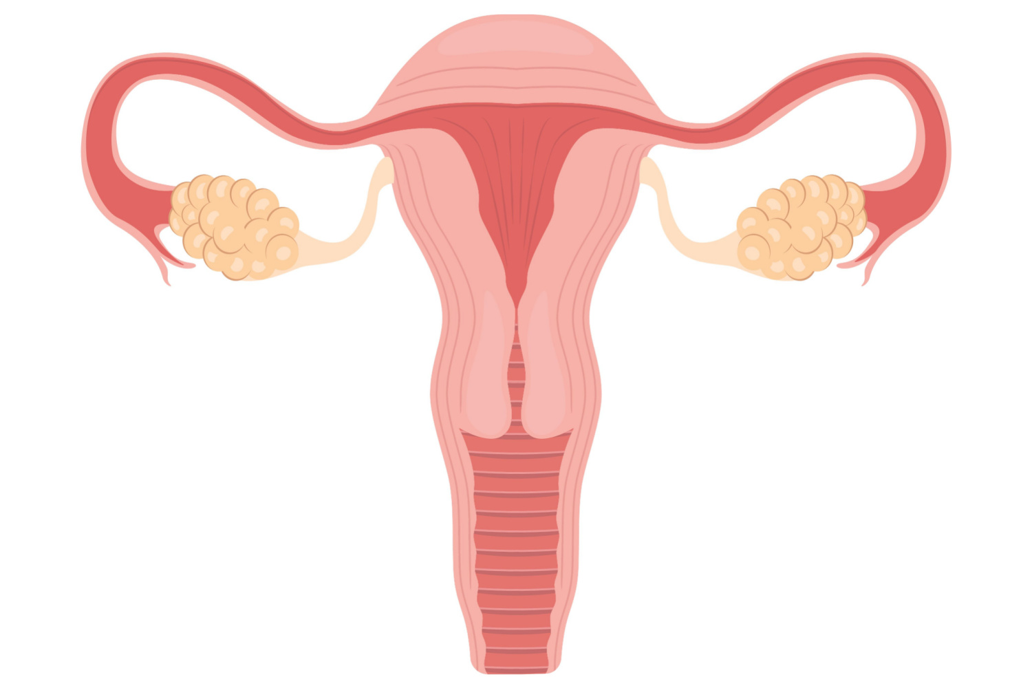 What is The Meaning of Ovarian Reserve