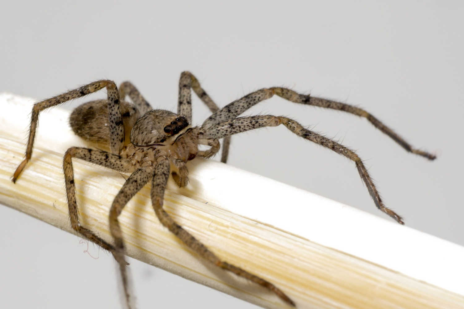 How to identify a spider bite in toddlers