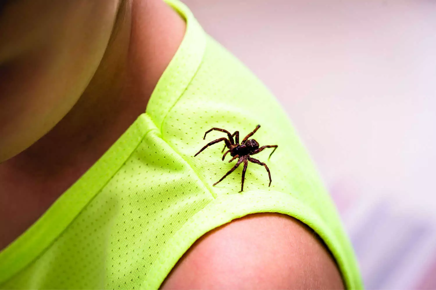 Spider Bite in Toddlers – Symptoms, Treatment and Prevention