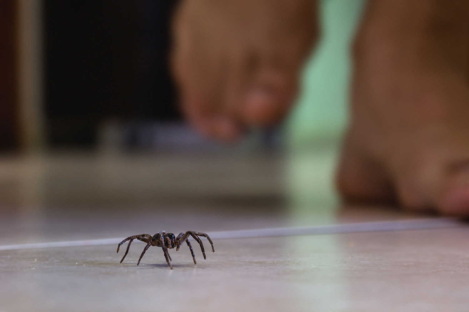 black spider