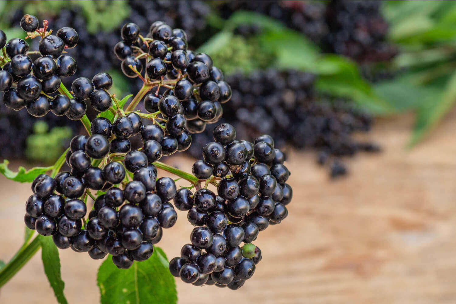 Elderberry for Children – Benefits And Side Effects - Being The Parent