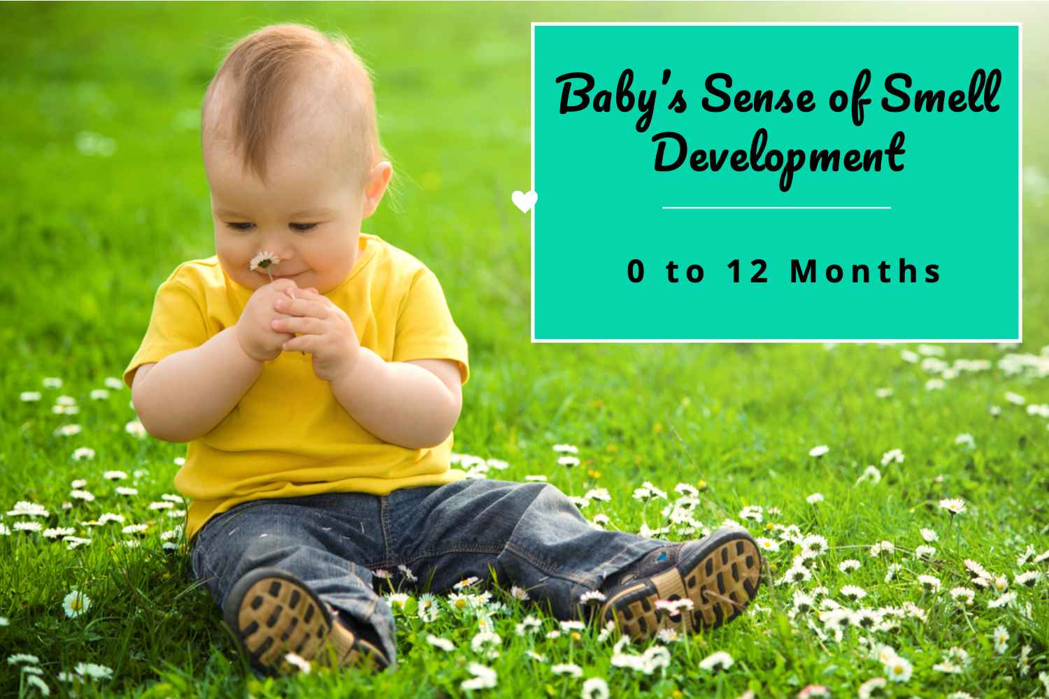 Baby’s Sense of Smell Development Timelines and What to Expect