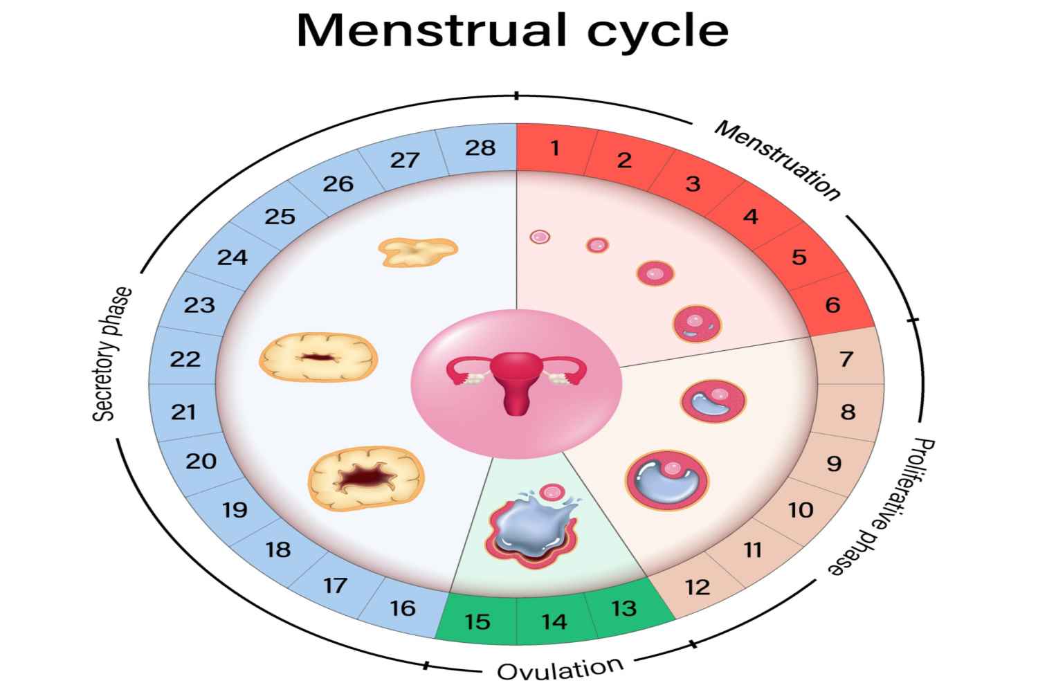 Stages of Menstrual Cycle to Calculate Safe Period
