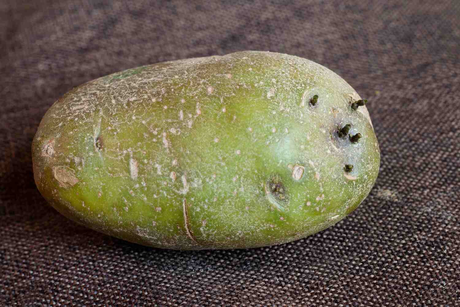 Green potato