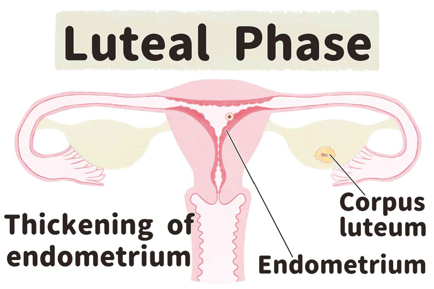 Luteal phase length
