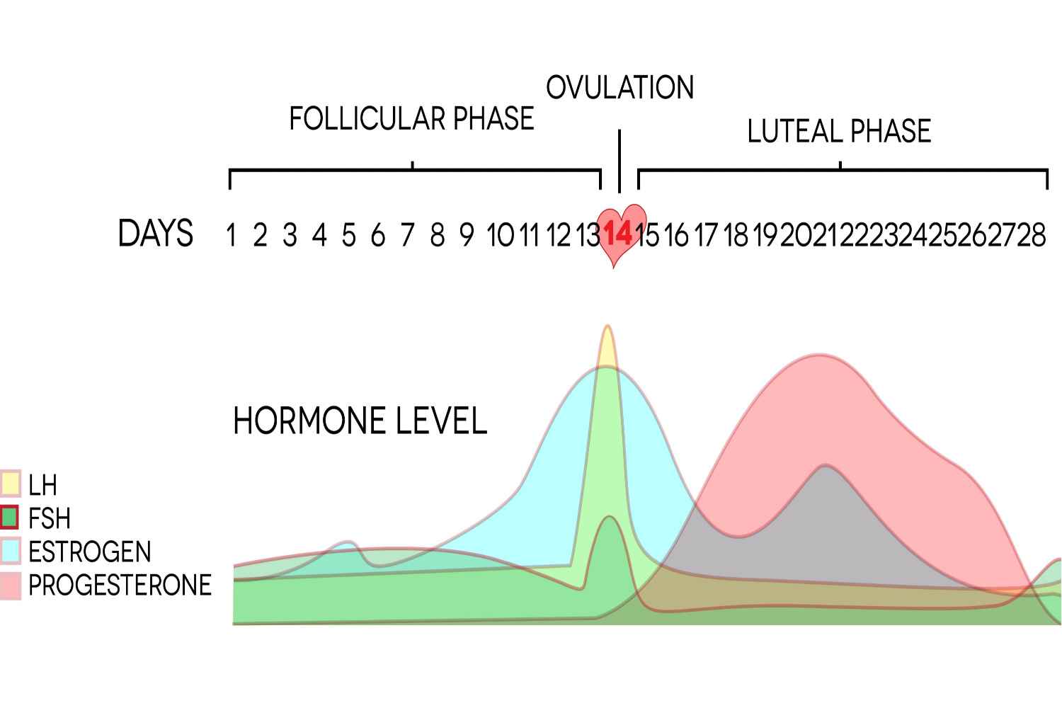 Luteal phase meaning