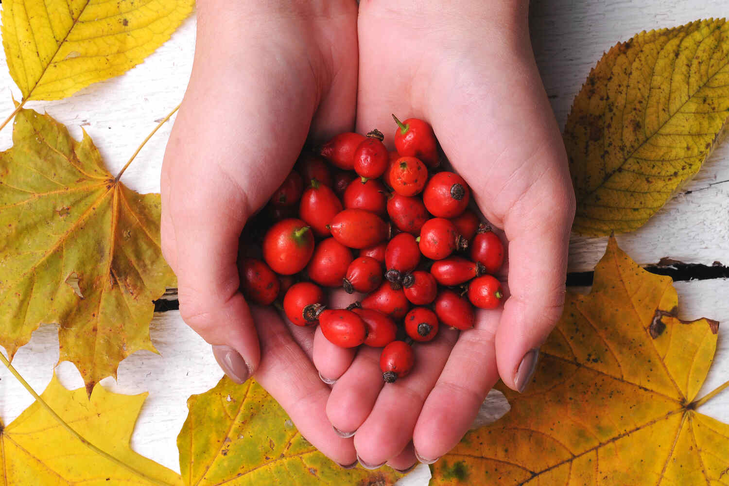 Rose hip benefits