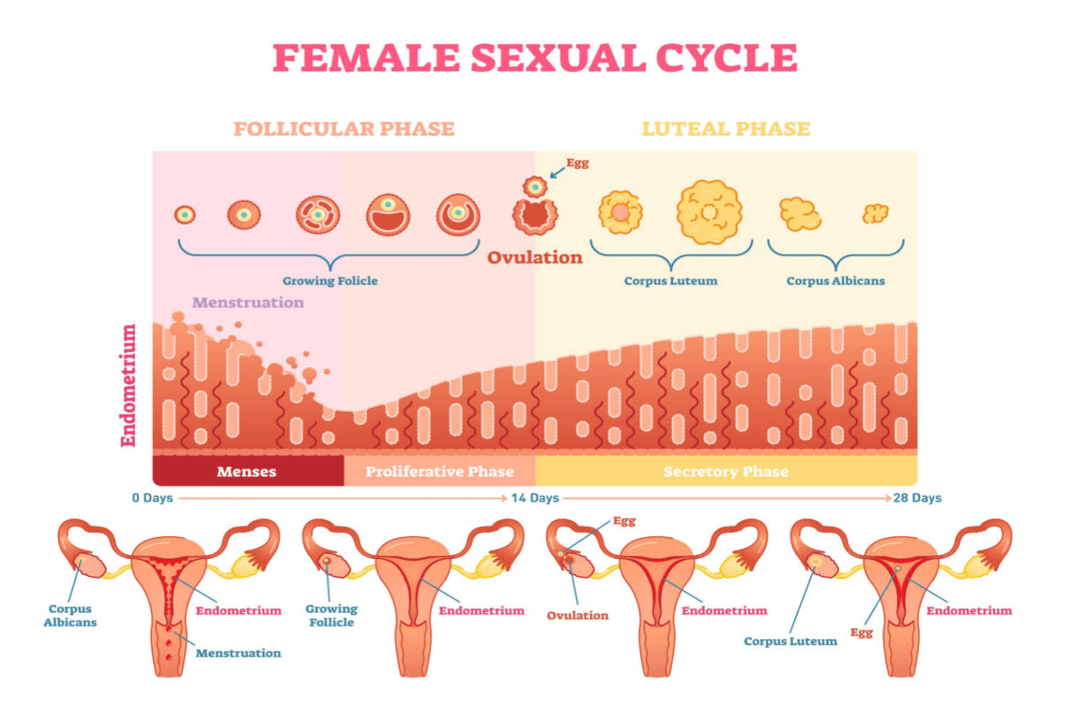 Menstrual cycle