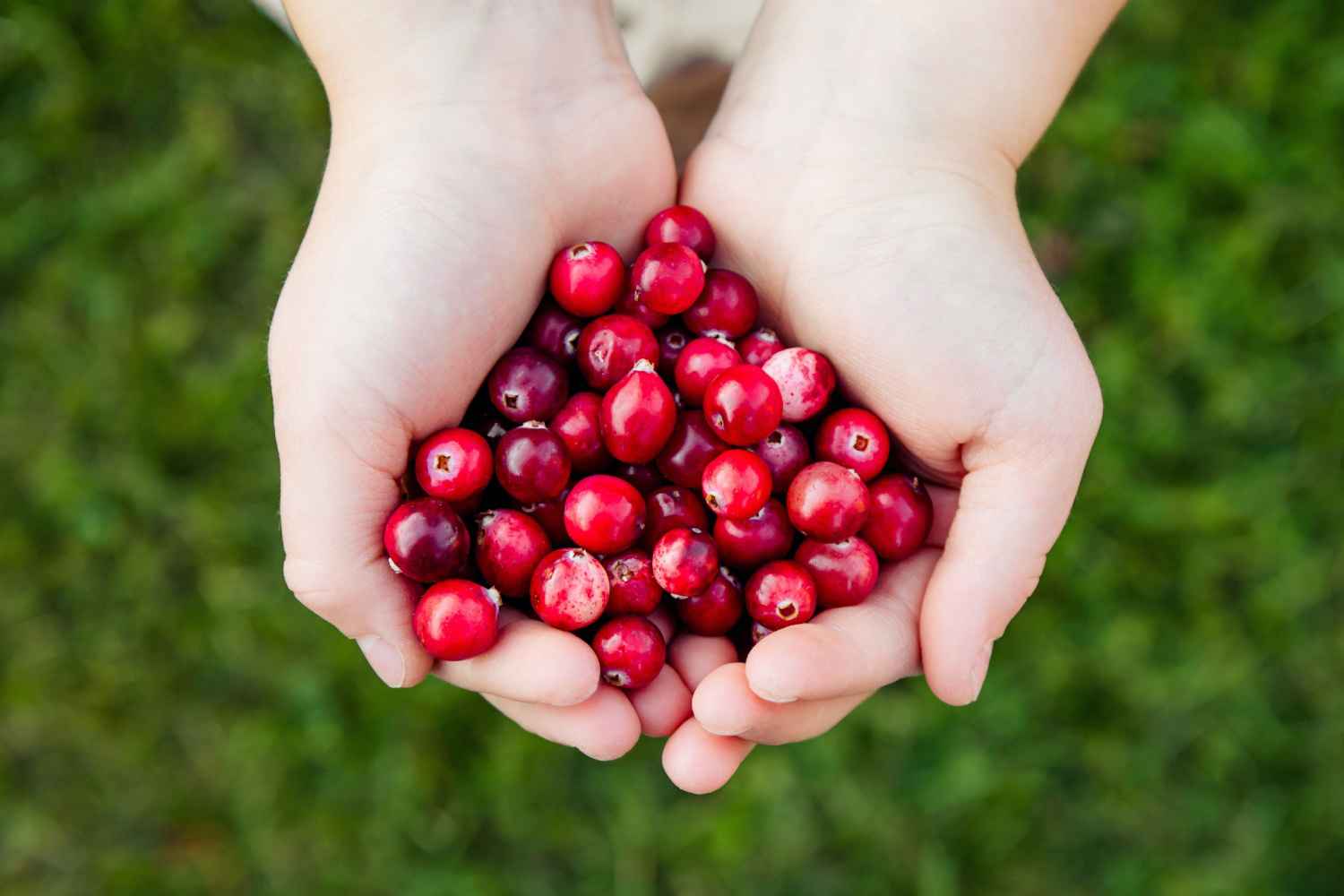 cranberries during pregnancy