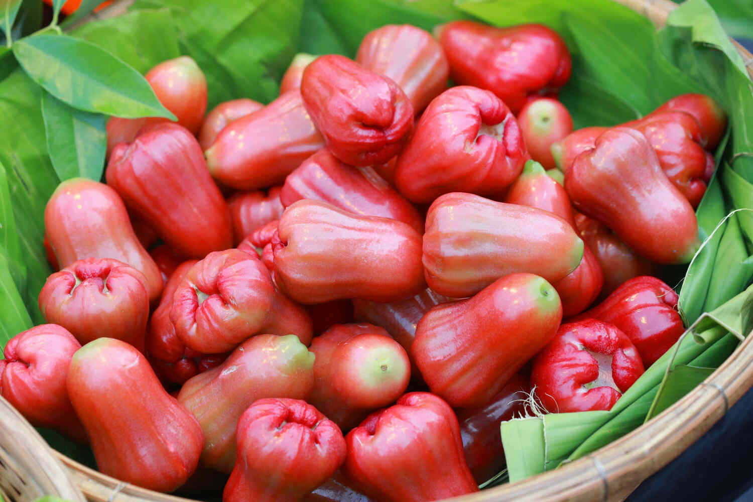 rose apples during pregnancy