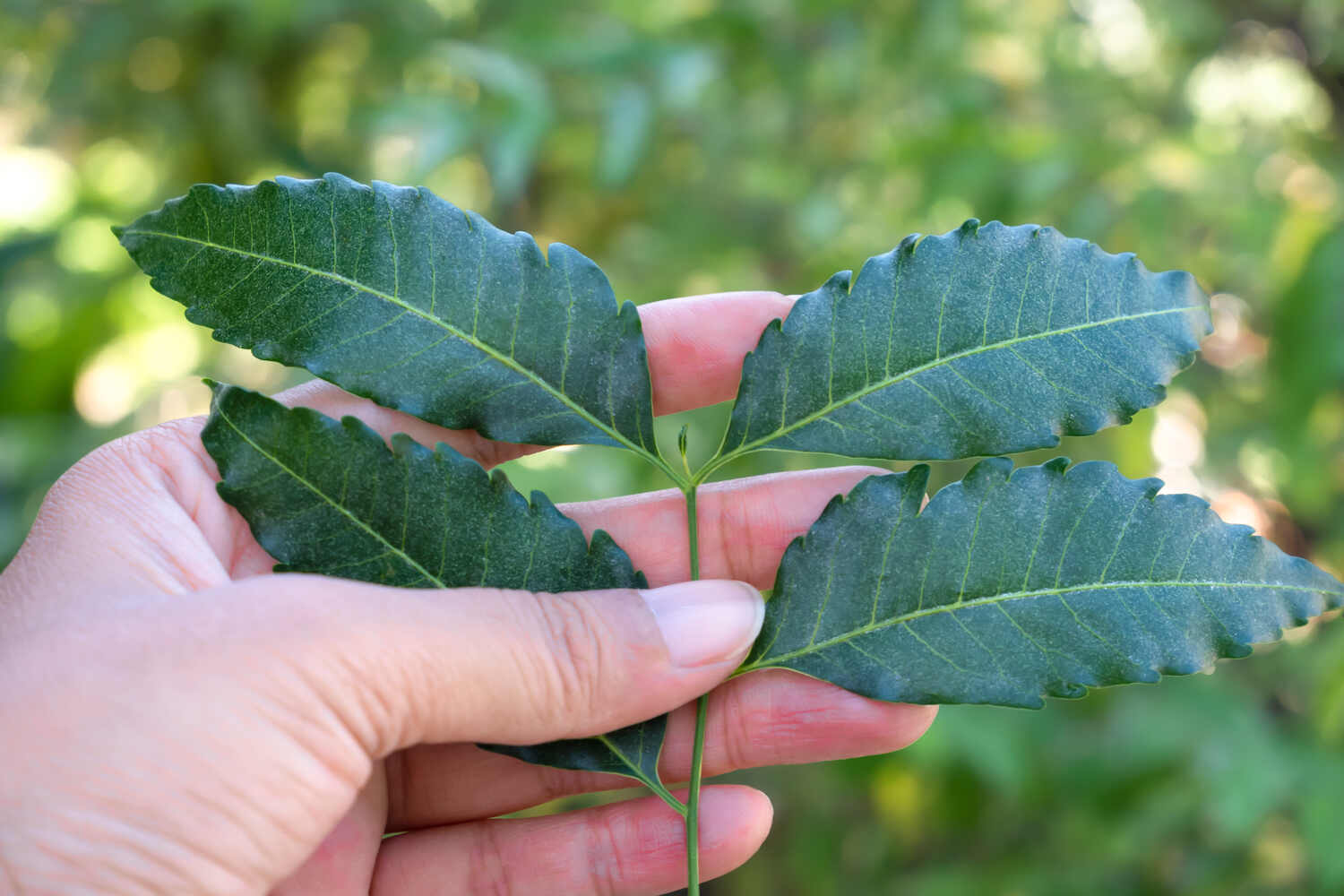 neem leaves