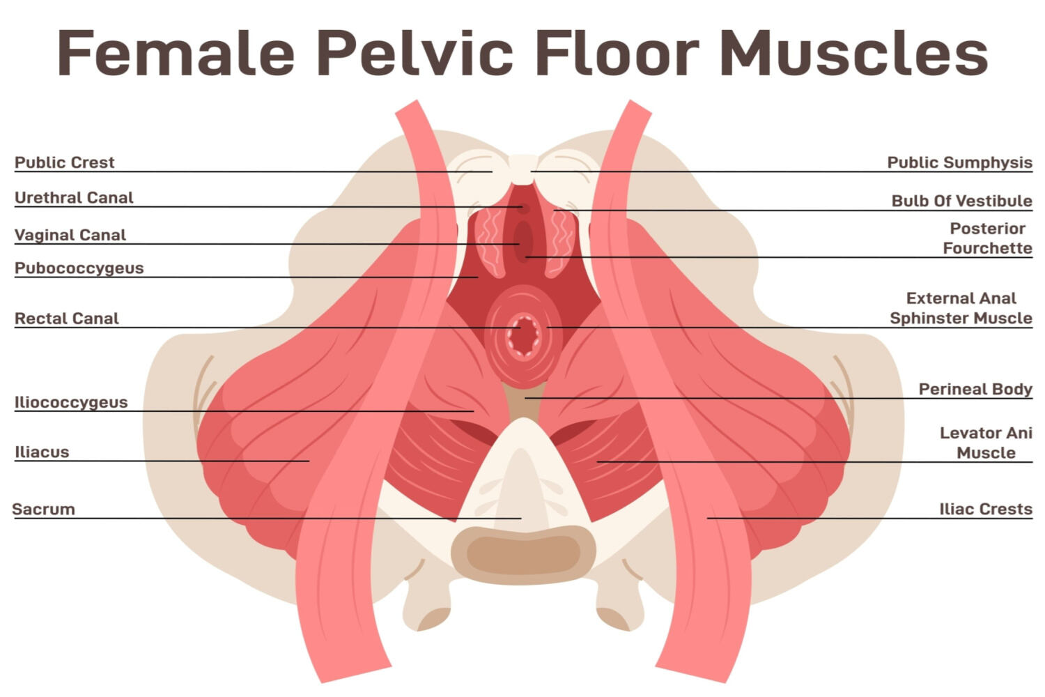 kegel and fertility