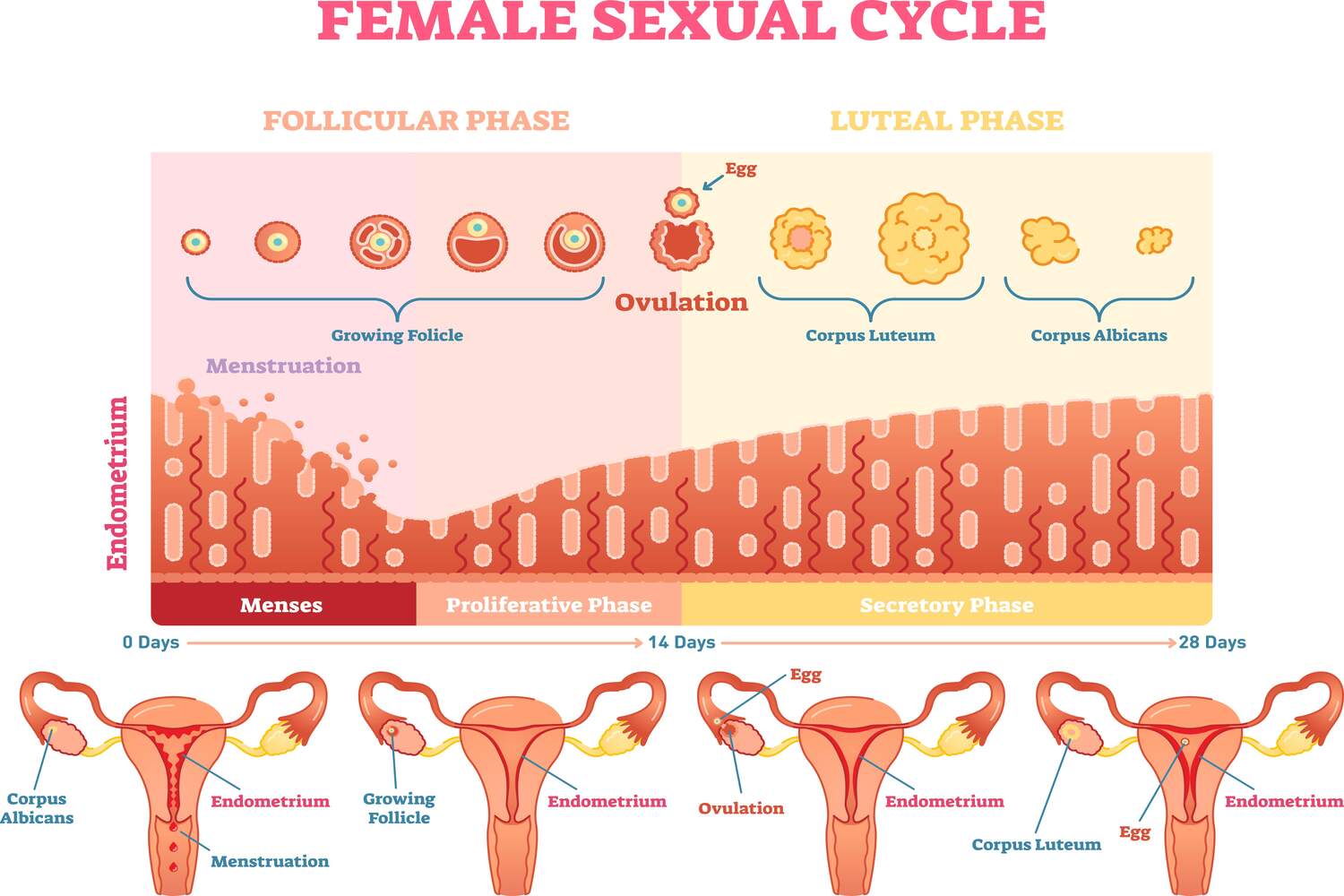 ovulation and fertility