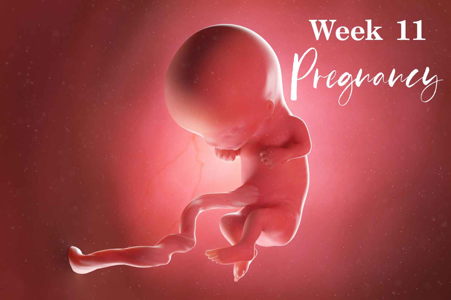 pregnancy week 11