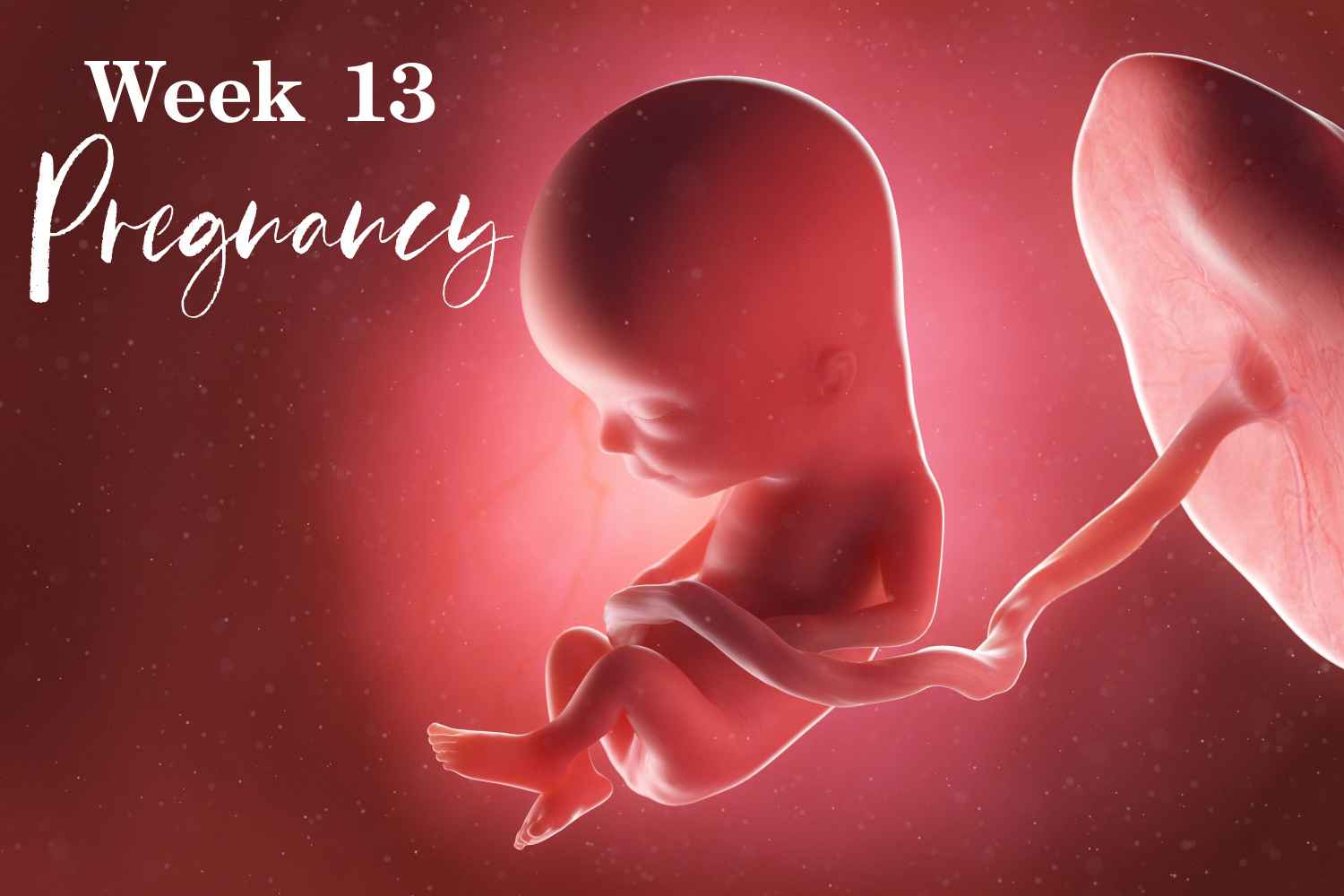pregnancy week 13