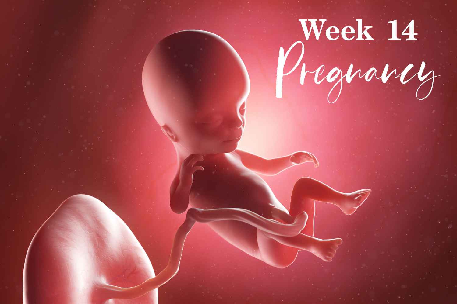 pregnancy week 14