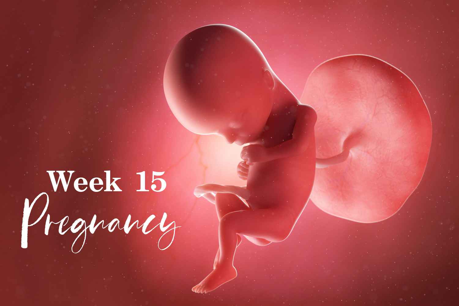 pregnancy week 15