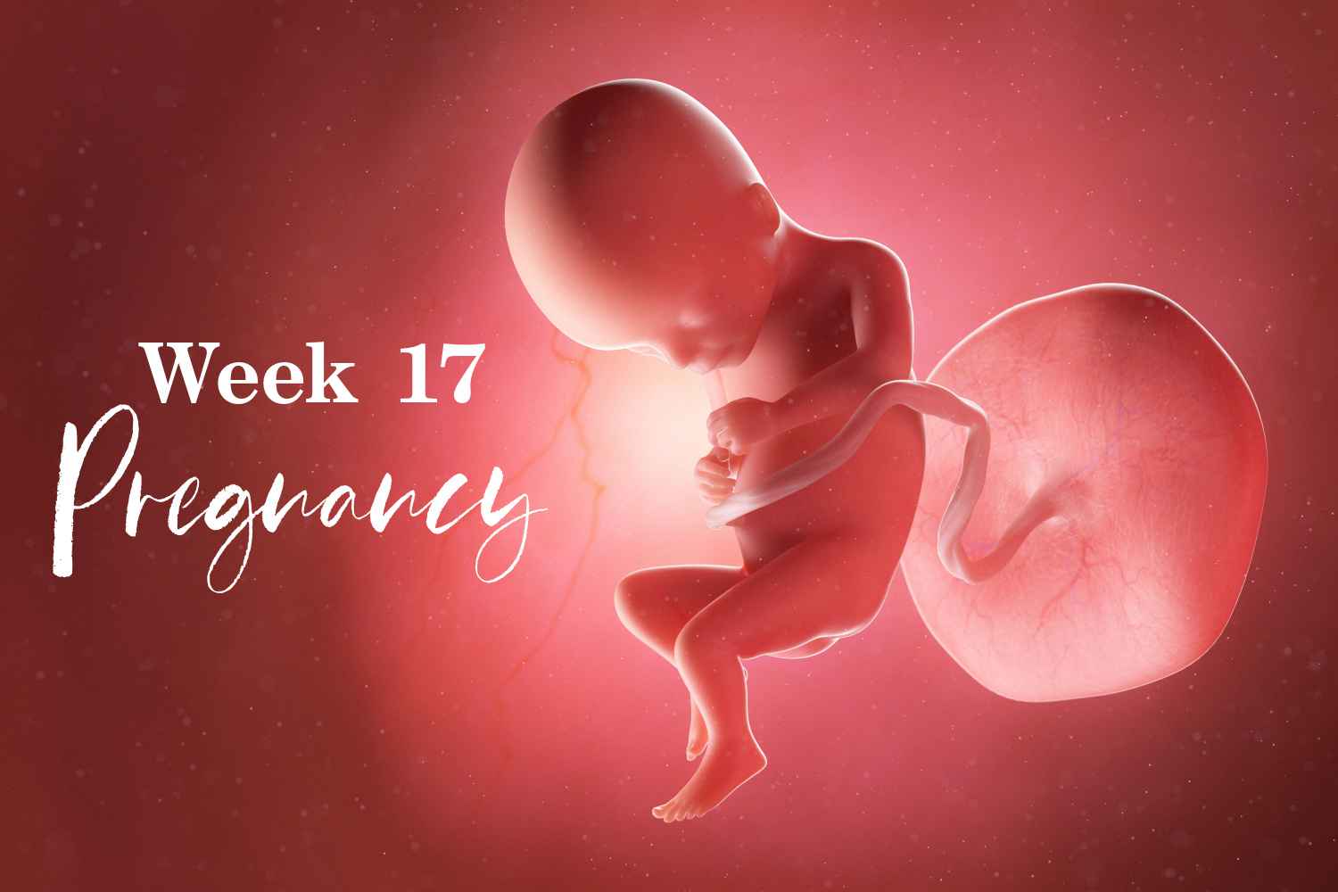 pregnancy week 17