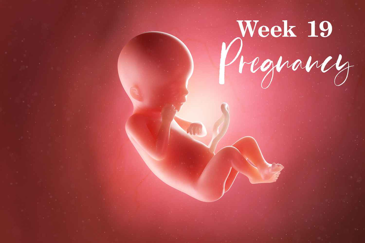 pregnancy week 19