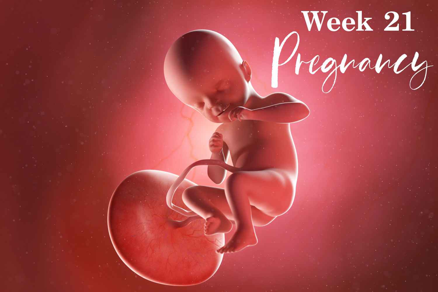 pregnancy week 21