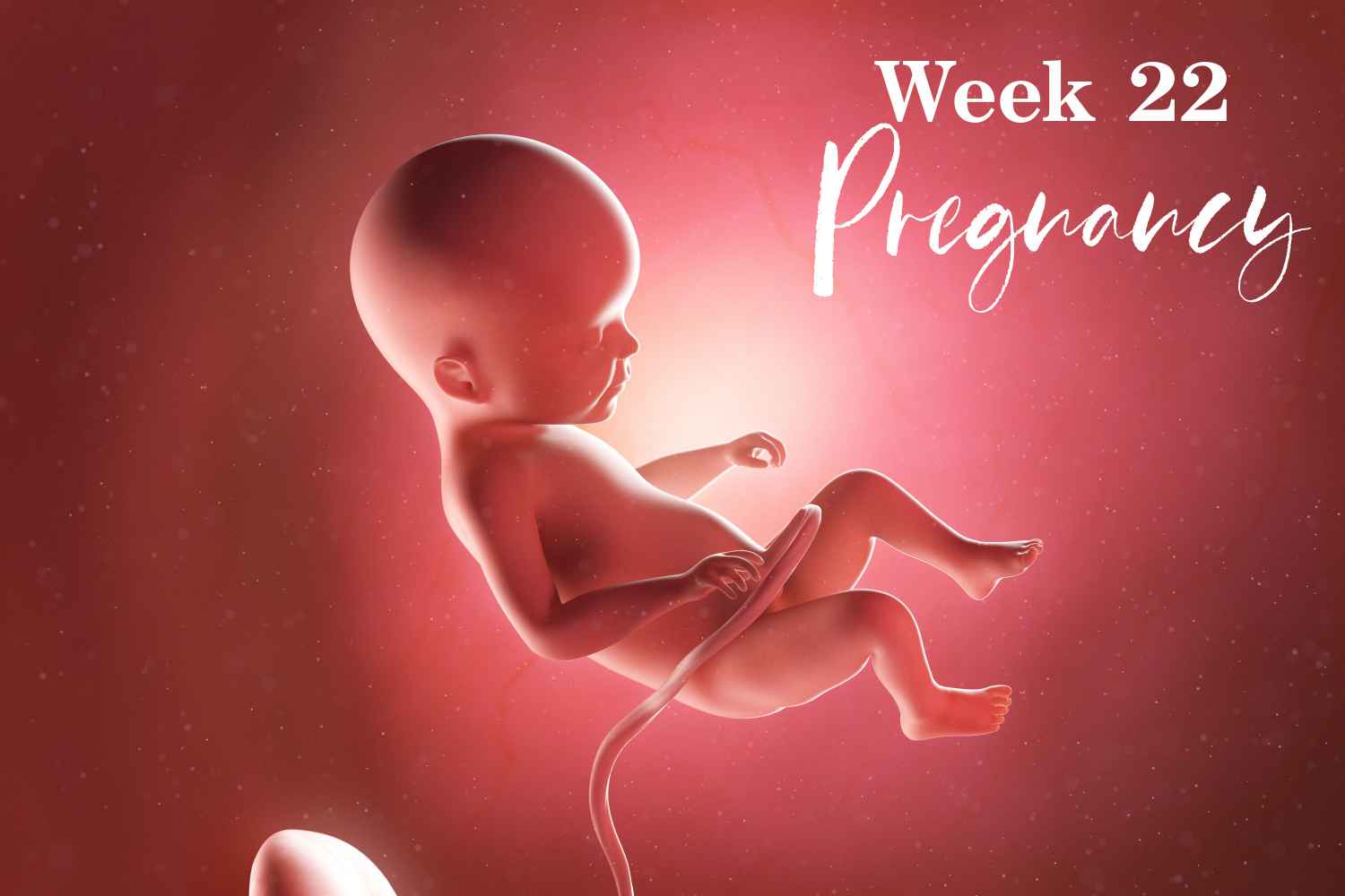 pregnancy week 22