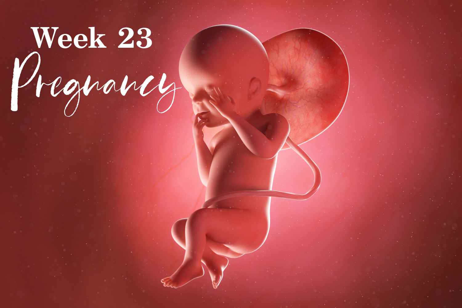 pregnancy week 23