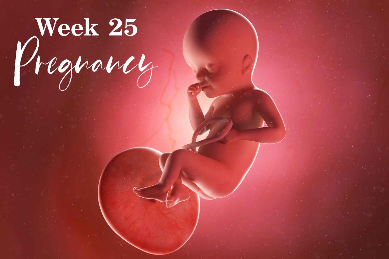 pregnancy week 25
