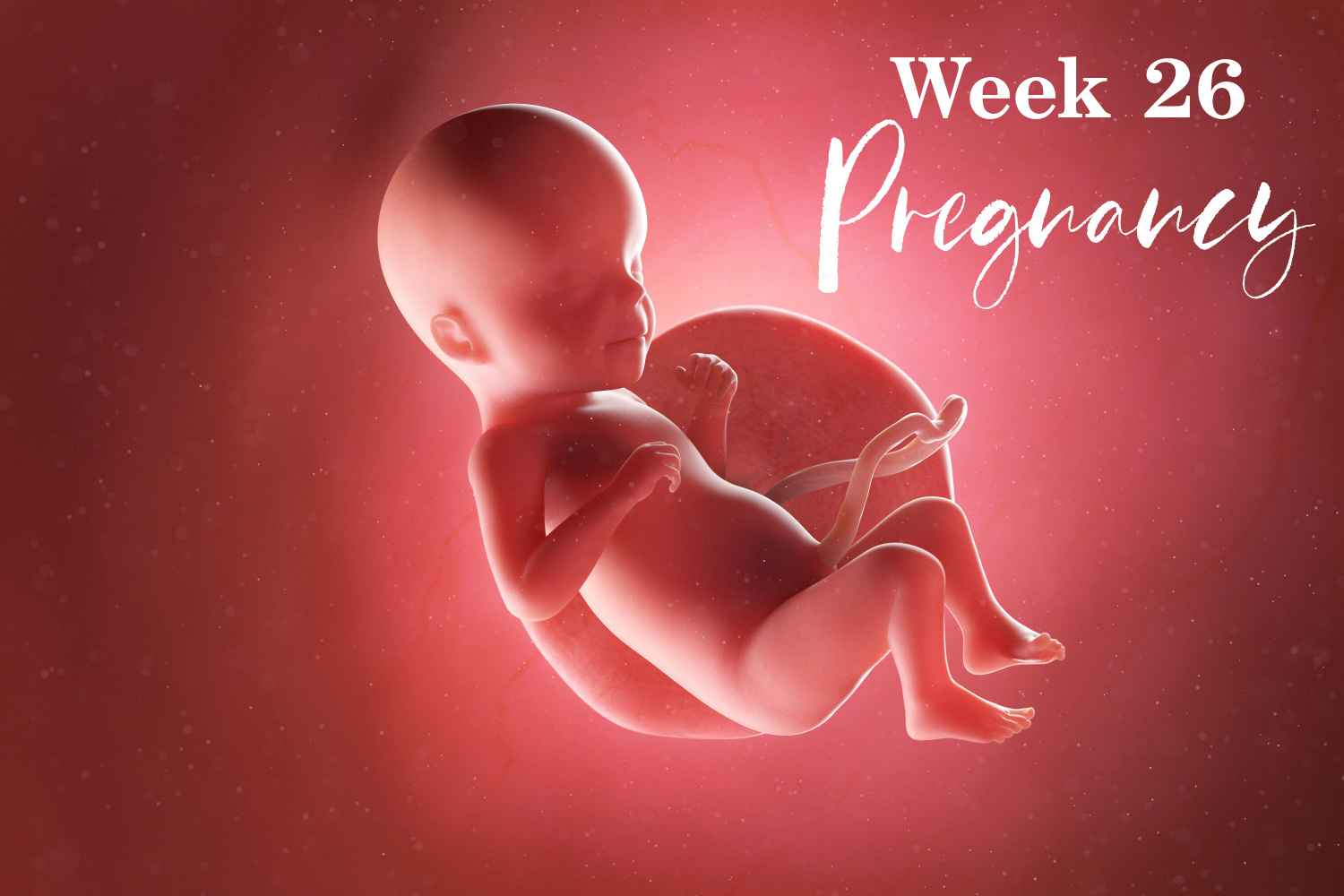 pregnancy week 26