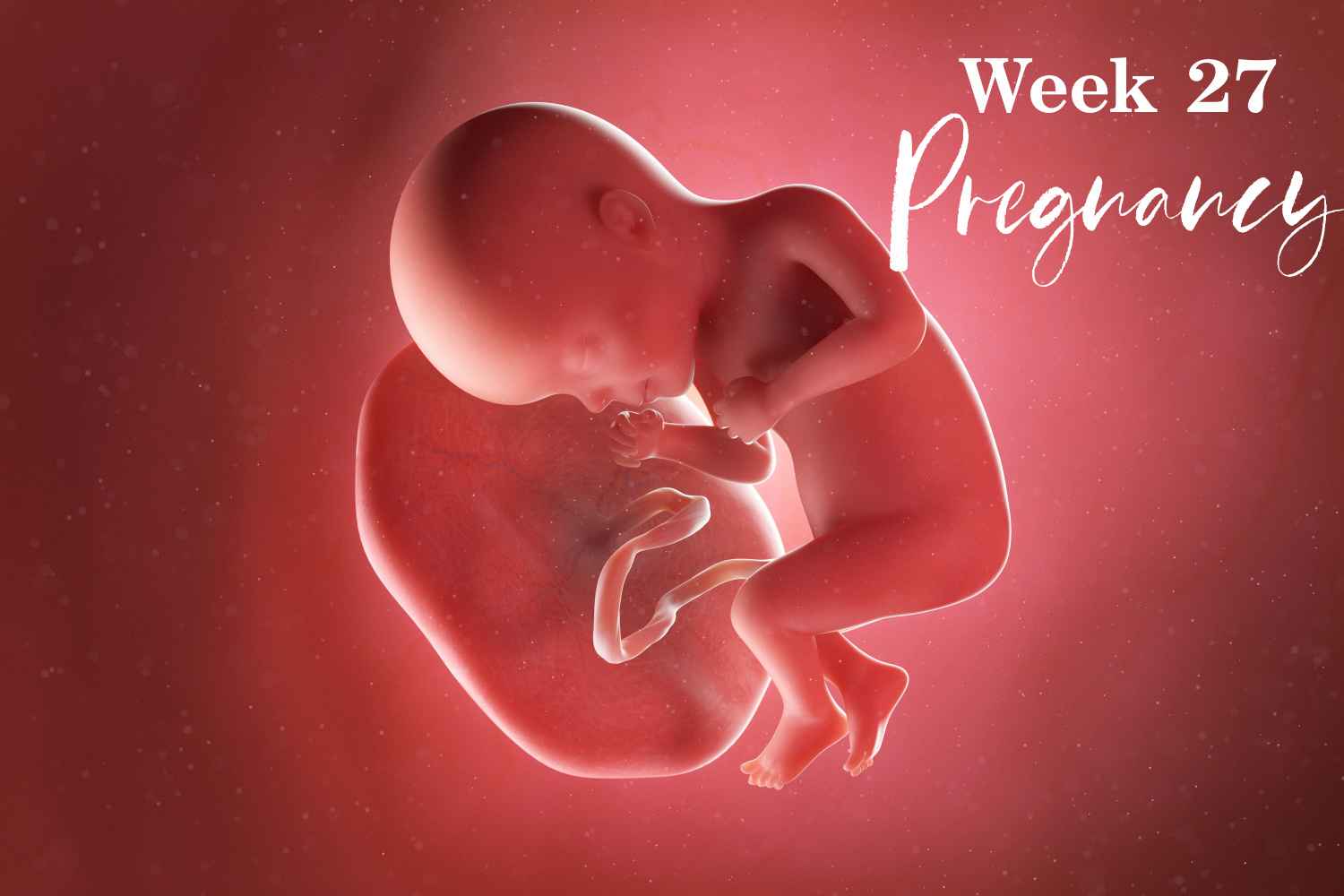 pregnancy week 27