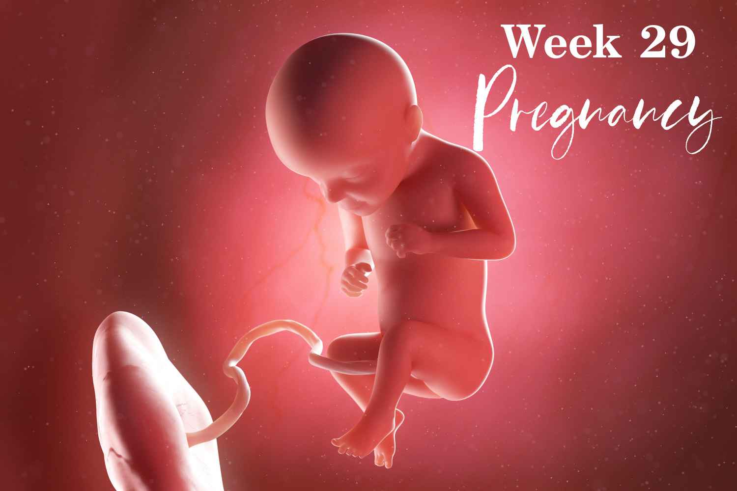 pregnancy week 29