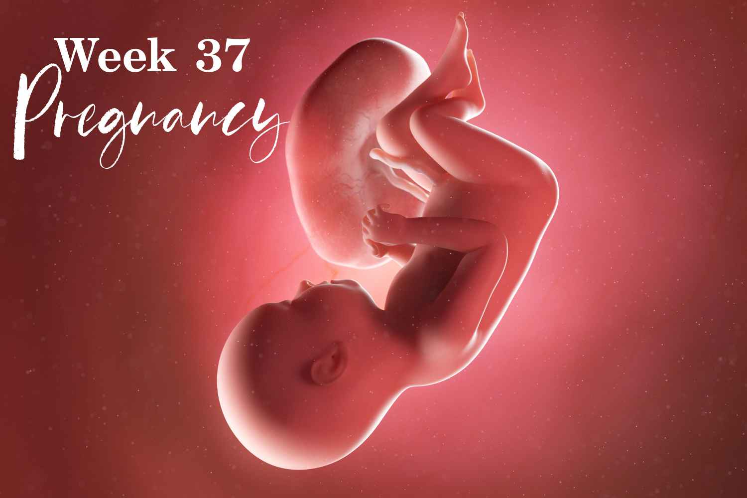 pregnancy week 37