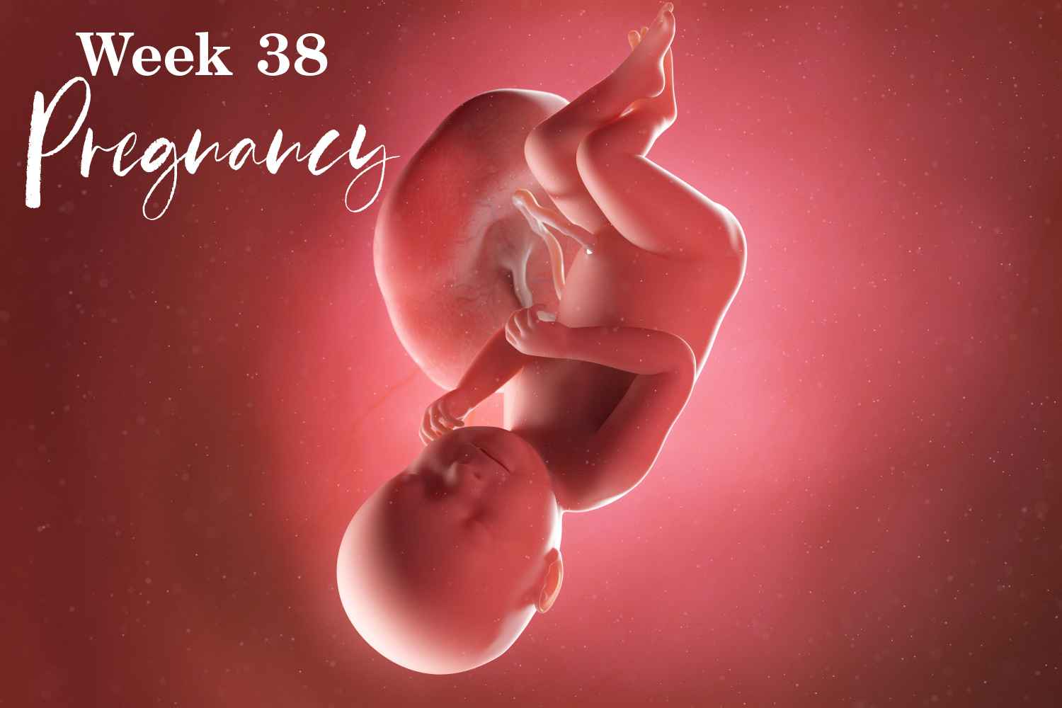 pregnancy week 38