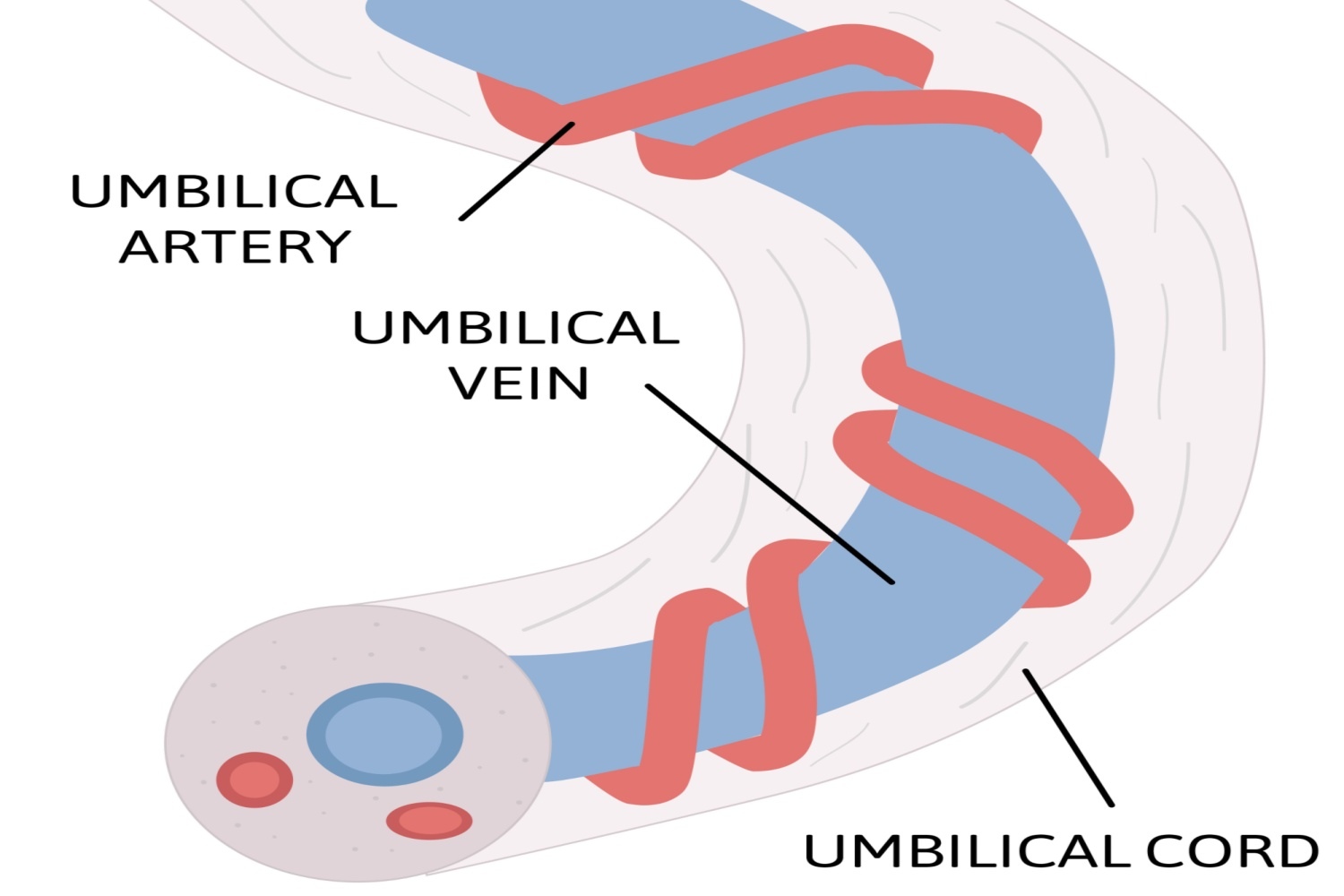 Does Single Umbilical Artery Pose a Risk To The Baby_