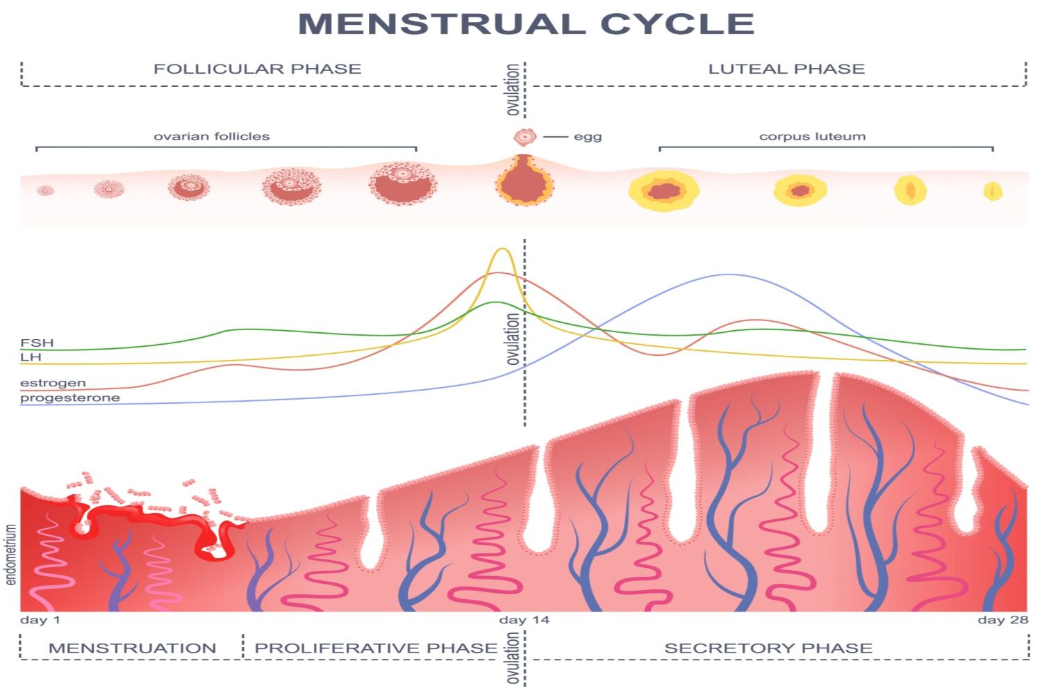 Factors for endometrial thickness