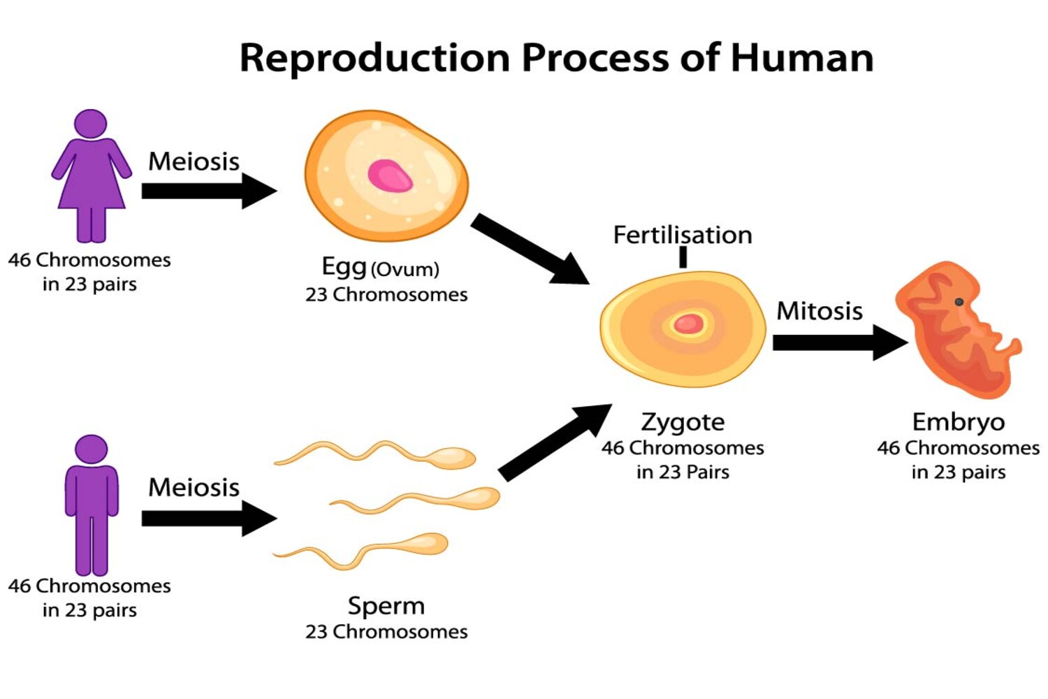 Fertilization